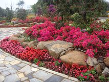 Bougainvillea hybrids during the 2016 exhibition