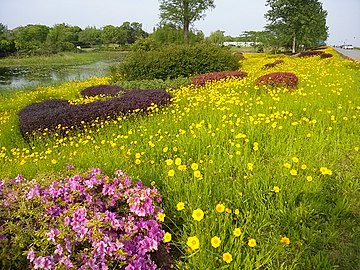 貢湖灣濕地公園中的野花