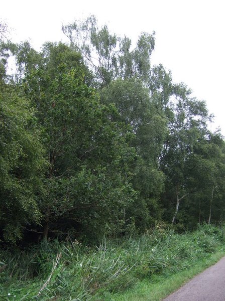 File:Birch woodland, Holme Fen Nature Reserve - geograph.org.uk - 4124673.jpg