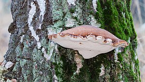 Birkenporling - birch polypore - birch bracket - razor strop - Piptoporus betulinus - 07b.jpg