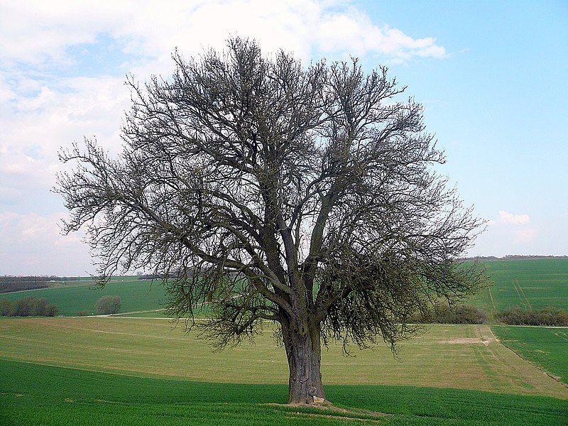 File:Birnbaum am Lerchenberg, 3.jpg