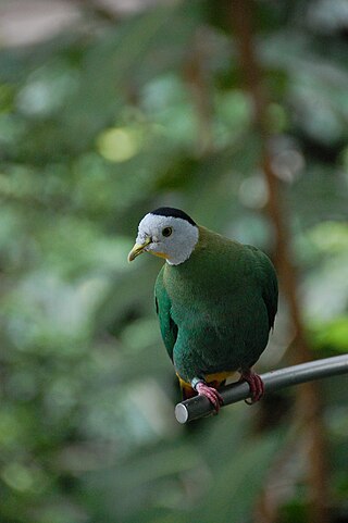 <span class="mw-page-title-main">Black-naped fruit dove</span> Species of bird
