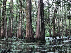 Black Bayou Lake NWR TSH.jpg