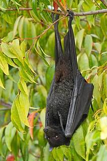 <span class="mw-page-title-main">Black flying fox</span> Species of mammal