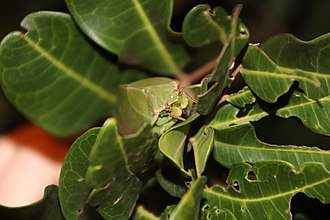 A Bladder Cicada (Cystosoma saundersii) camouflaging itself as a leaf. Bladder Cicadas are one of two species of Cystosoma described. Bladder Cicada (Cystosoma saundersii).jpg