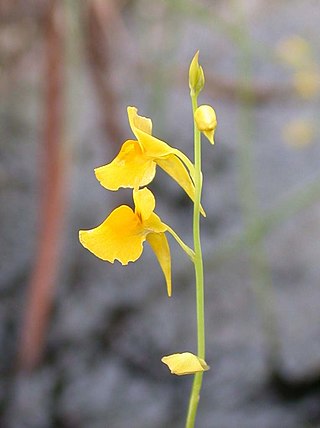 <i>Utricularia odorata</i> Species of carnivorous plant