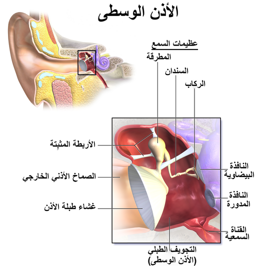 بالانجليزي اذن بين (إذن)