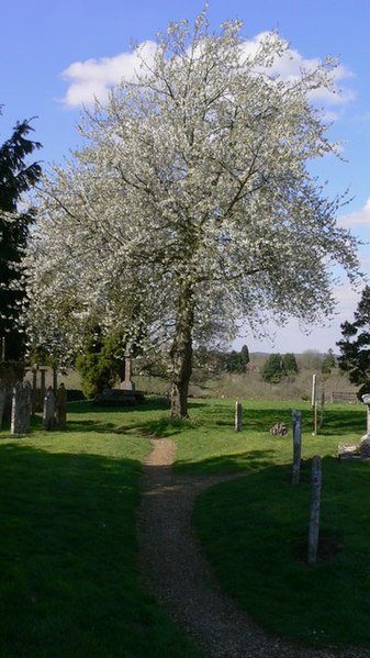 File:Blossom in Thursley churchyard - geograph.org.uk - 1249770.jpg