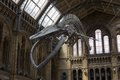 Skeletal Mount of a BlueWhale, NHM.