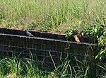 Thumbnail for File:Blue grosbeaks on Governors Island (46003).jpg