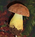 Butyriboletus appendiculatus Bronssopp