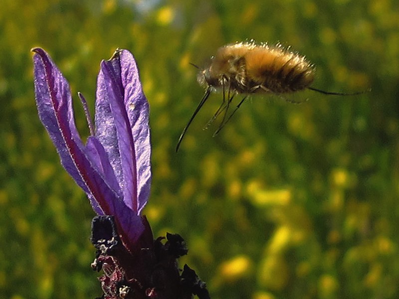 File:Bombílido - Bombylius (9529915308).jpg