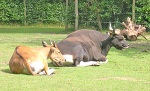 Banteng