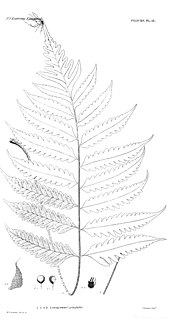 <i>Lomagramma</i> Genus of ferns