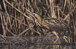 Rørdrum (Botaurus stellaris)