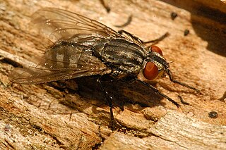 <i>Brachicoma</i> Genus of flies