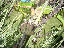 Cape dwarf chameleon in garden habitat Bradypodion pumilum adult.JPG