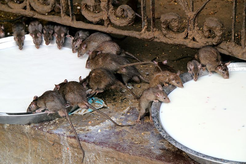 File:Breakfast time! - Karni Mata Temple (8029422436).jpg