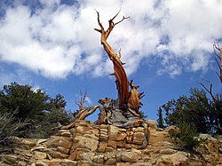 Pinus longaeva - bristlecone pines in the Ancient Bristlecone Pine Forest, White Mountains, California Bristlecone CA.JPG