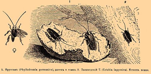 1. Прусак (Phyllodromia germanica), самец и самка. 2. Лапландский Т. (Ectobia lapponica). Естеств. велич.