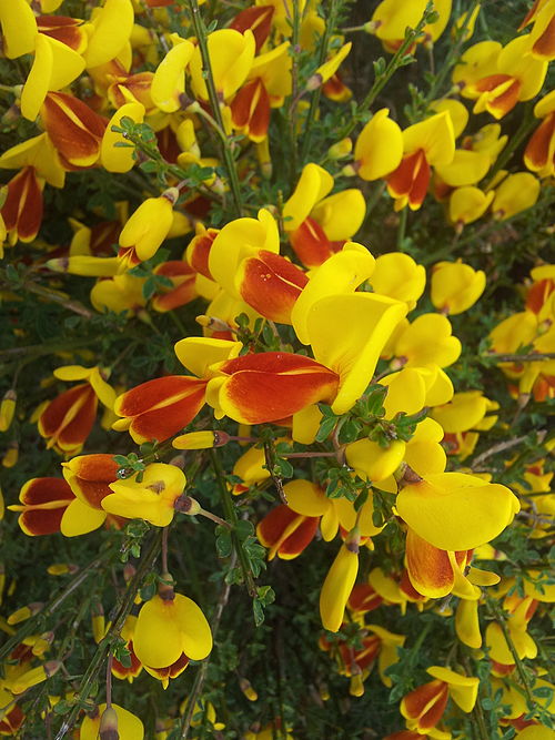 Broom (plant)