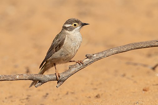 Brown-headed honeyeater (created and nominated by JJ Harrison)