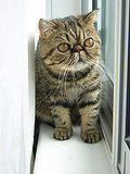 Gambar mini seharga Kucing eksotis