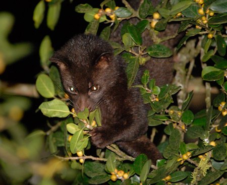 Brown palm civet.jpg