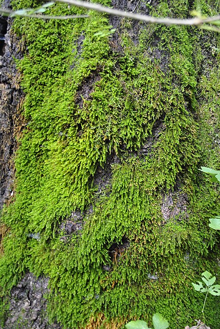 Bryum pachytheca