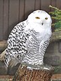 Female Snowy-owl (Bubo scandiacus) Weibliche Schnee-Eule