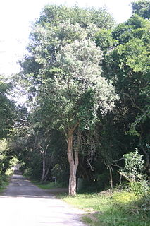 <i>Buddleja saligna</i> Species of tree