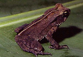 Bufo abei02.jpg -kuvan kuvaus.