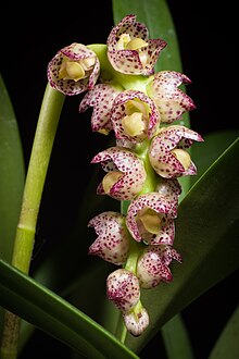 Bulbophyllum aff. Обревилли (42477514964) .jpg