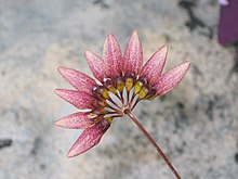 Bulbophyllum andersonii -香港公園 Hong Kong Park- (9193354078).jpg