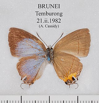 <i>Bullis</i> (butterfly) Butterfly genus in family Lycaenidae