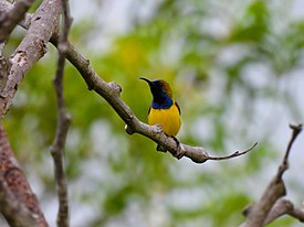 Burung-madu Sriganti Jantan (Cinnyris jugularis)