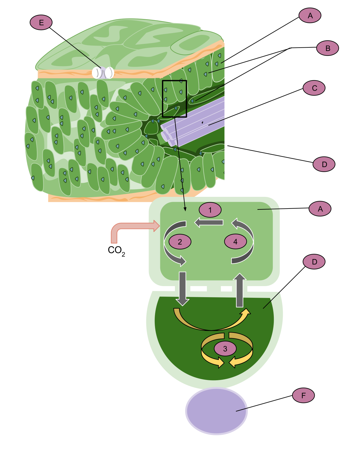 C4 Carbon Fixation Wikipedia