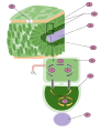 The C4 pathway contains a special structure in the leaves known as Kranz anatomy. There exists a layer of mesophyll cells that contain small chloroplasts encircling bundle sheath cells that have large chloroplasts necessary for the Calvin cycle. A: Mesophyll Cell B: Chloroplast C: Vascular Tissue D: Bundle Sheath Cell E: Stroma F: Vascular Tissue: provides continuous source of water 1) Carbon is fixed to produce oxaloacetate by PEP carboxylase. 2) The four carbon molecule then exits the cell and enters the chloroplasts of bundle sheath cells. 3) It is then broken down releasing carbon dioxide and producing pyruvate. Carbon dioxide combines with ribulose bisphosphate and proceeds to the Calvin Cycle. 4) Pyruvate re-enters the mesophyll cell. It then reacts with ATP to produce the beginning compound of the C4 cycle.