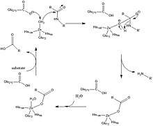 Figure 2. CPA-Catalyzed proteolysis promoted by coordinated water molecule. CPA-Catalyzed Proteolysis.jpg