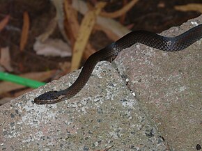 Descrição da imagem Cacophis squamulosus Berowra.jpg.