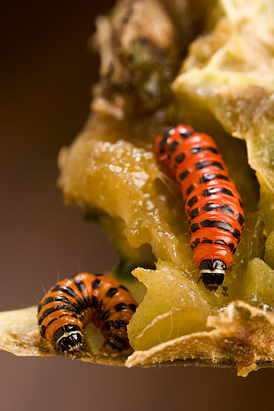 File:Cactoblastis cactorum larvae.jpg