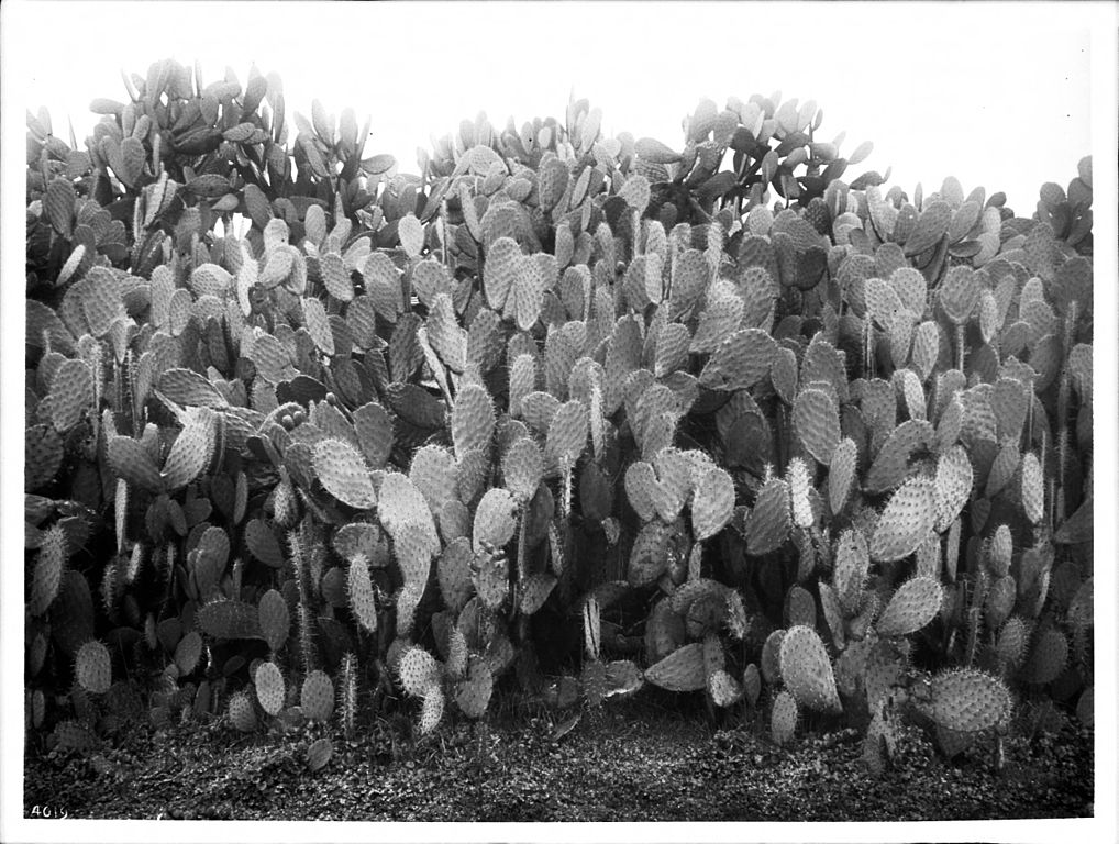 https://upload.wikimedia.org/wikipedia/commons/thumb/0/02/Cactus_hedge_at_the_rear_of_Mission_San_Francisco_Solano_de_Sonoma%2C_ca.1905-1920_%28CHS-4019%29.jpg/1018px-Cactus_hedge_at_the_rear_of_Mission_San_Francisco_Solano_de_Sonoma%2C_ca.1905-1920_%28CHS-4019%29.jpg