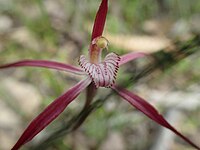 Caladenia footeana