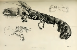 <i>Callianassa</i> Genus of crustaceans