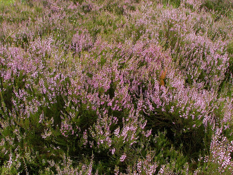 File:Calluna vulgaris 006.jpg