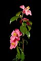 Camellia japonica 'Izumo-no-okuni - 出雲阿国' Derived from wild plant in Matsue, Shimane, Japan