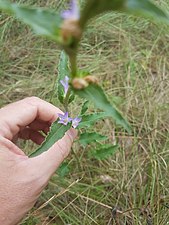 Campanula glomerata (Campanule agglomérée)