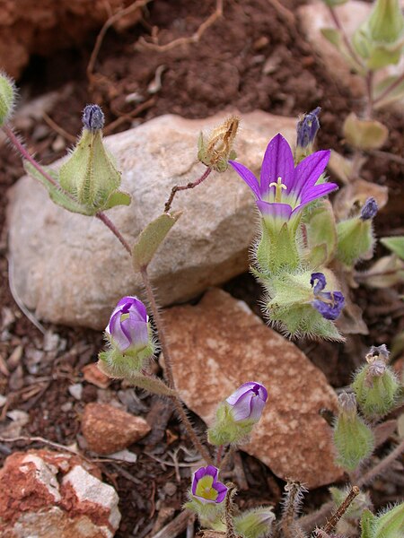 File:Campanula hierosolymitana 1.JPG