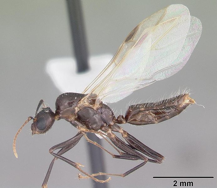 File:Camponotus sexguttatus casent0103705 profile 2.jpg