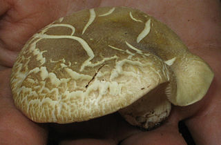 <i>Cantharocybe</i> Genus of fungi